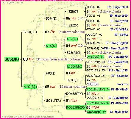 Pedigree of B05(JK) :
four generations presented