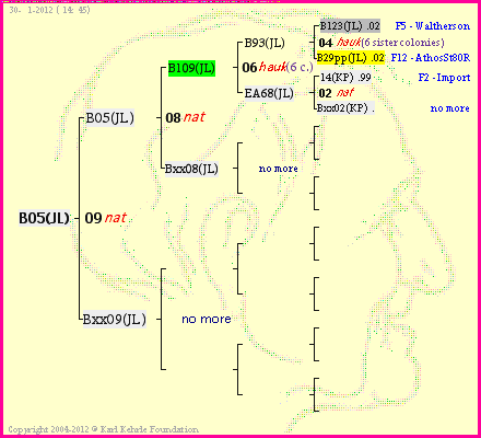 Pedigree of B05(JL) :
four generations presented