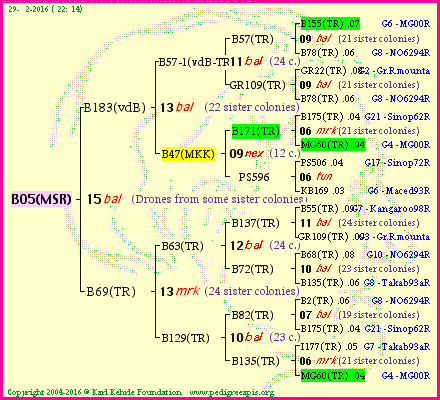 Pedigree of B05(MSR) :
four generations presented