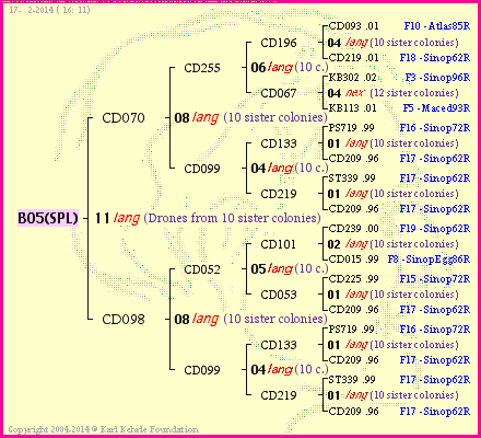 Pedigree of B05(SPL) :
four generations presented