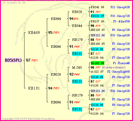 Pedigree of B05(SPL) :
four generations presented