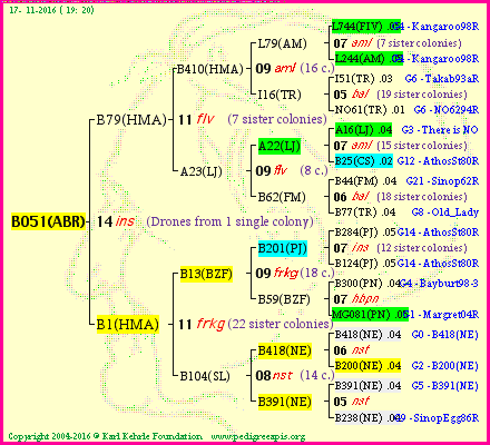 Pedigree of B051(ABR) :
four generations presented