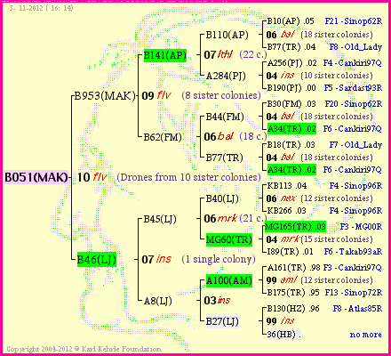 Pedigree of B051(MAK) :
four generations presented