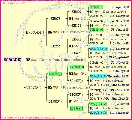 Pedigree of B06(GDR) :
four generations presented