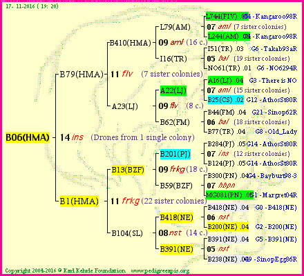 Pedigree of B06(HMA) :
four generations presented