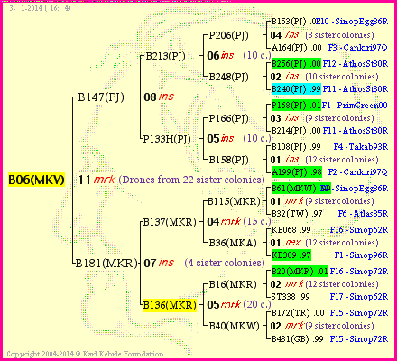 Pedigree of B06(MKV) :
four generations presented