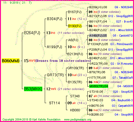 Pedigree of B06(MM) :
four generations presented