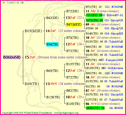 Pedigree of B06(MSR) :
four generations presented