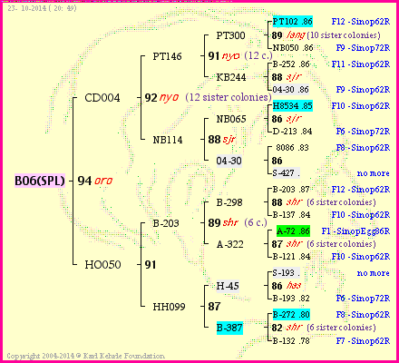 Pedigree of B06(SPL) :
four generations presented