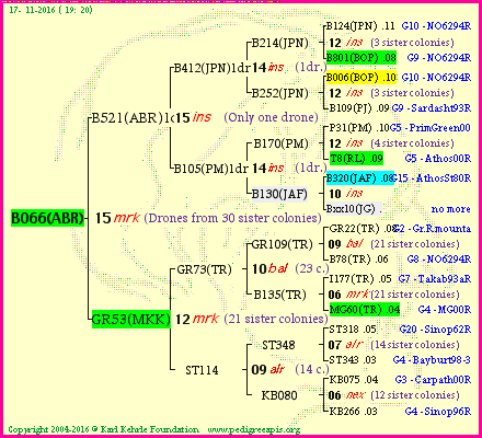 Pedigree of B066(ABR) :
four generations presented