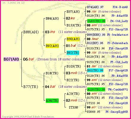 Pedigree of B07(AH) :
four generations presented