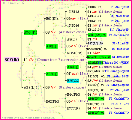 Pedigree of B07(JK) :
four generations presented