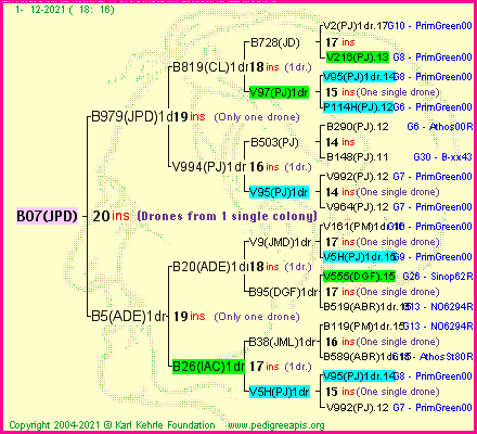 Pedigree of B07(JPD) :
four generations presented
it's temporarily unavailable, sorry!