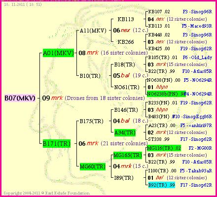 Pedigree of B07(MKV) :
four generations presented