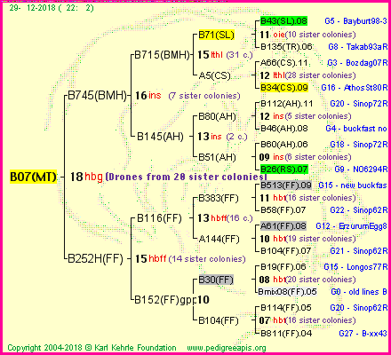 Pedigree of B07(MT) :
four generations presented<br />it's temporarily unavailable, sorry!