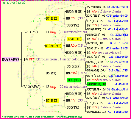 Pedigree of B07(MW) :
four generations presented