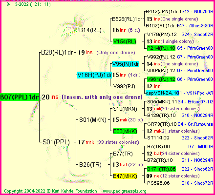 Pedigree of B07(PPL)1dr :
four generations presented
it's temporarily unavailable, sorry!