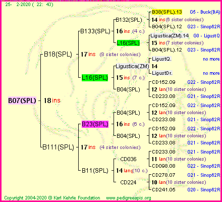 Pedigree of B07(SPL) :
four generations presented
it's temporarily unavailable, sorry!