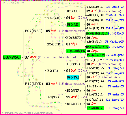 Pedigree of B07(WSC) :
four generations presented