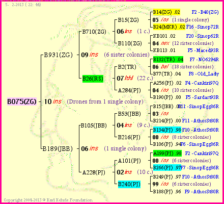 Pedigree of B075(ZG) :
four generations presented