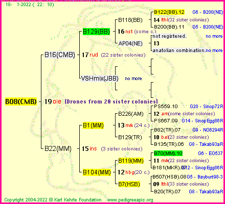 Pedigree of B08(CMB) :
four generations presented
it's temporarily unavailable, sorry!