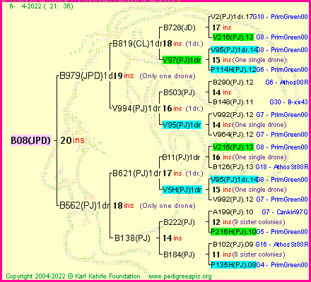 Pedigree of B08(JPD) :
four generations presented
it's temporarily unavailable, sorry!