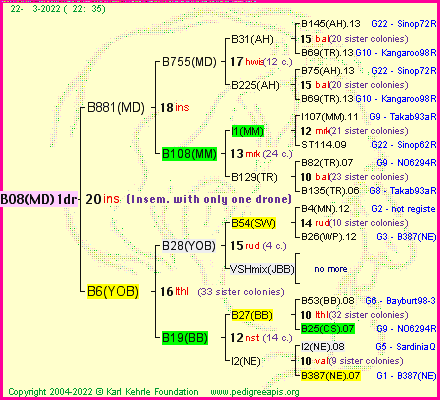 Pedigree of B08(MD)1dr :
four generations presented
it's temporarily unavailable, sorry!