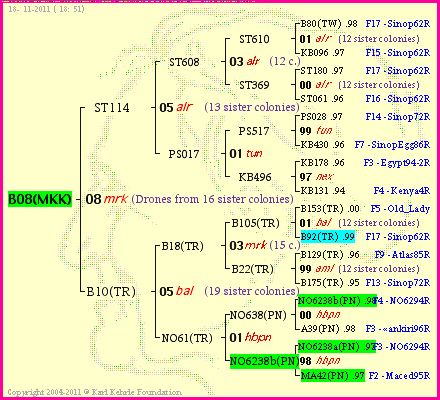 Pedigree of B08(MKK) :
four generations presented