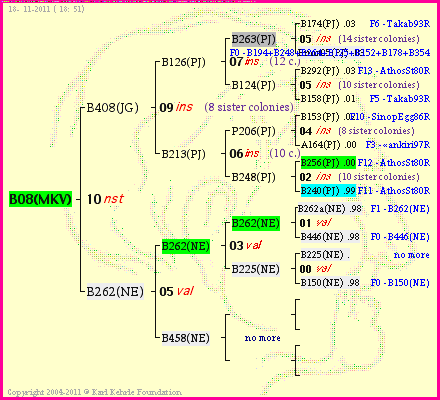 Pedigree of B08(MKV) :
four generations presented