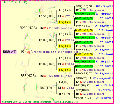 Pedigree of B08(MT) :
four generations presented
it's temporarily unavailable, sorry!