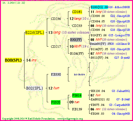 Pedigree of B08(SPL) :
four generations presented