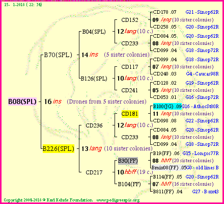 Pedigree of B08(SPL) :
four generations presented