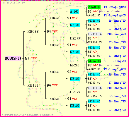 Pedigree of B08(SPL) :
four generations presented