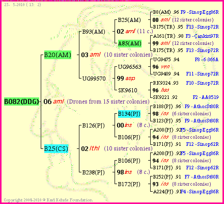 Pedigree of B082(DDG) :
four generations presented