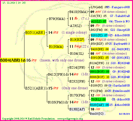 Pedigree of B084(ABR)1dr :
four generations presented