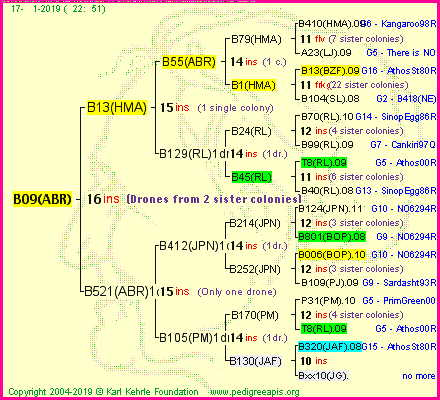 Pedigree of B09(ABR) :
four generations presented<br />it's temporarily unavailable, sorry!