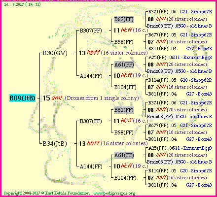 Pedigree of B09(JtB) :
four generations presented