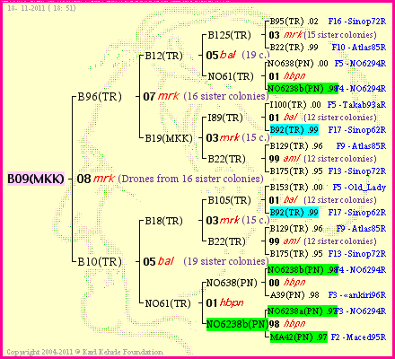 Pedigree of B09(MKK) :
four generations presented