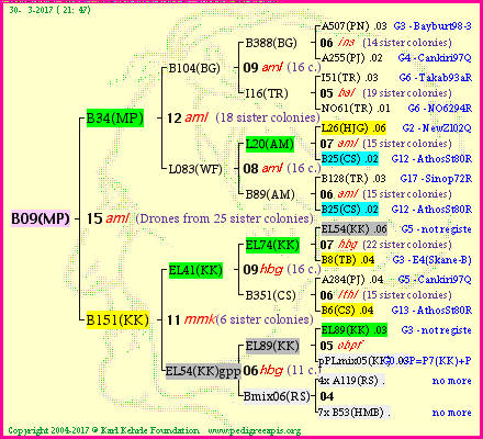 Pedigree of B09(MP) :
four generations presented