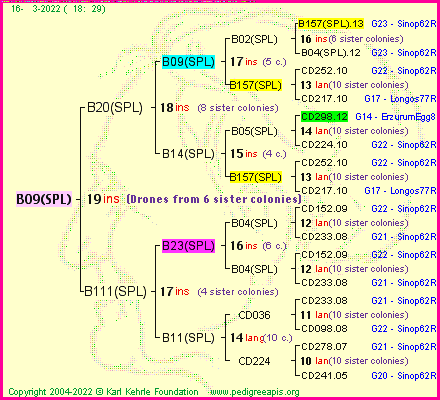 Pedigree of B09(SPL) :
four generations presented
it's temporarily unavailable, sorry!