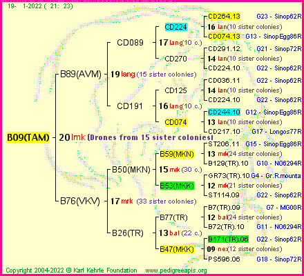 Pedigree of B09(TAM) :
four generations presented
it's temporarily unavailable, sorry!