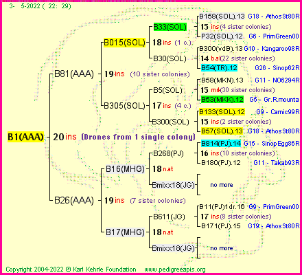 Pedigree of B1(AAA) :
four generations presented
it's temporarily unavailable, sorry!