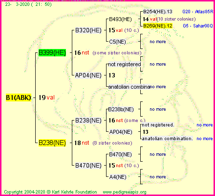 Pedigree of B1(ABK) :
four generations presented
it's temporarily unavailable, sorry!