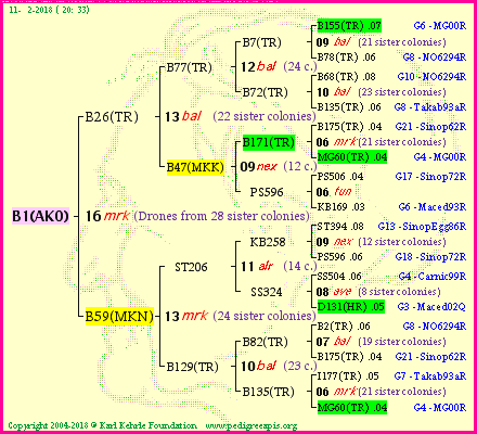 Pedigree of B1(AKO) :
four generations presented<br />it's temporarily unavailable, sorry!
