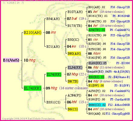 Pedigree of B1(AMS) :
four generations presented