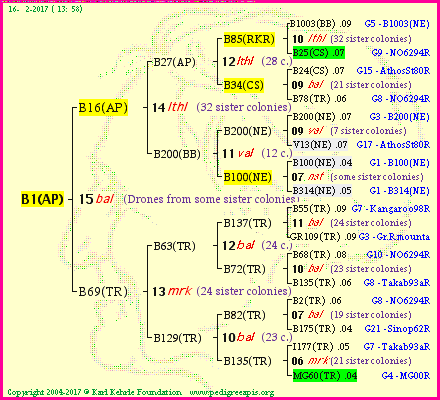 Pedigree of B1(AP) :
four generations presented