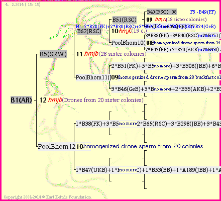 Pedigree of B1(AR) :
four generations presented