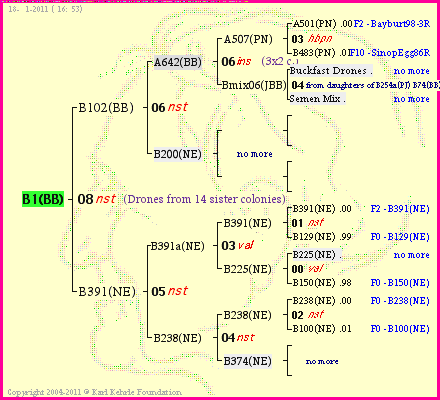 Pedigree of B1(BB) :
four generations presented