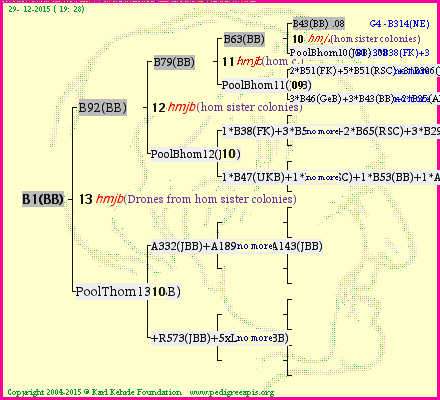 Pedigree of B1(BB) :
four generations presented