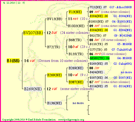 Pedigree of B1(BB) :
four generations presented